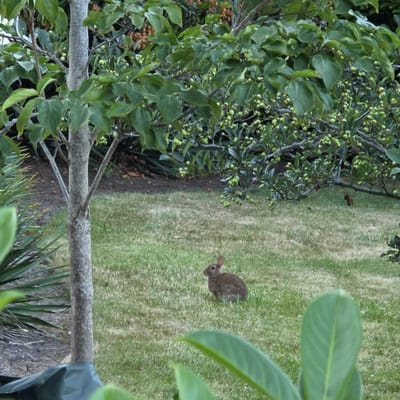 In Portland, Oregon, a wild rabbit is observed sitting on a patch of green grass. The rabbit is brown and positioned in the center-right of the frame, looking to the left. It is surrounded by green foliage and the trunk of a tree, which is located to the left of the rabbit. The background consists of more trees and bushes, with some dried leaves scattered on the ground. The lighting suggests it is daytime.
