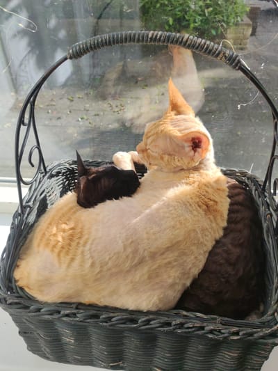 Two Devon Rex cats, one apricot-colored and one dark brown, are curled up together in a dark woven basket. The apricot cat is on top, its head resting on the brown cat. The basket is placed on a windowsill, with a window behind it showing a blurred outdoor scene with greenery and dappled sunlight. The basket has a decorative black metal handle.