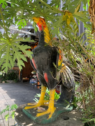 A large, colorful statue of a rooster stands prominently in the foreground, partially obscured by lush green foliage. The rooster statue is black with vibrant red accents on its chest and yellow legs and beak. Its head is angled slightly to the left, with a red wattle and yellow comb. The statue is mounted on a green base, which rests on a concrete pedestal.
Behind the statue, a paved outdoor area is visible, with dappled sunlight casting shadows on the ground. To the left, a stone wall and greenery suggest a garden or courtyard setting. Further back, an open-sided structure with a metal roof and exposed beams can be seen, housing shelves stocked with various items, including what appear to be books and baskets. A wooden bench is placed in front of the structure, laden with packaged goods. The overall impression is an outdoor marketplace or a shop with an artistic, tropical aesthetic. The location is identified as Chiang Rai City Municipality, Thailand.