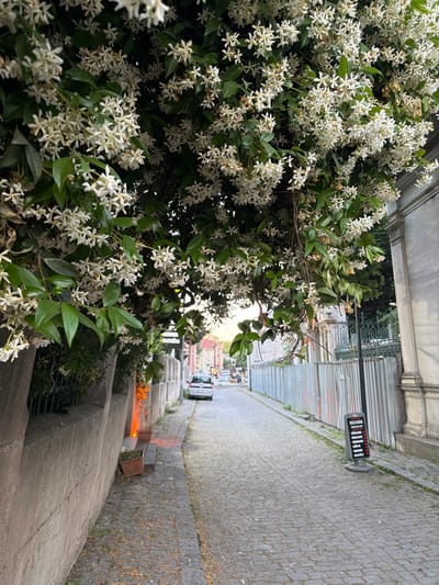 The image depicts a cobblestone street in Eyüpsultan, Turkey, lined with a stone wall on the left and a marble-clad building with an arched entrance on the right. Lush green foliage with abundant small white flowers drapes over the wall and into the street, partially obscuring the view of buildings in the background. A silver car is parked on the street, and a black sign with red text stands on the side of the road. Two potted plants are visible near the wall, one with orange flowers. The overall scene suggests a quiet, historic urban environment during daylight.