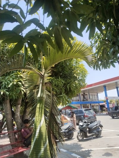 The scene depicts a sunny outdoor environment in Damatutong, Indonesia, centered around a gas station and its vicinity.

In the immediate foreground, large green leaves from a broadleaf tree and fronds from a young palm tree partially obstruct the view, suggesting a lush, tropical setting. The palm tree trunk is light green with distinct white diagonal stripes.

To the left, a young male individual, appearing to be a teenager, with short dark hair, wearing a maroon short-sleeved shirt and dark pants, is seated on a red metal bench under the shade of a tree. He is looking downwards, seemingly focused on an object held in his hands.

The mid-ground features a paved parking area with visible white parking lines. Two dark-colored motorcycles (scooters), specifically a dark grey Honda Vario and another black scooter, are parked. Behind them, a dark grey minivan (license plate DK 1477 NM) is parked facing away from the viewer. To the right of the minivan, a female individual with long dark hair, wearing a light-colored patterned two-piece outfit (long-sleeved top and pants), stands next to a small vendor cart laden with items. Further back, a dark pickup truck (license plate DB 8240 XG) is partially visible.

In the background, a Pertamina gas station is clearly visible, identifiable by its red-edged canopy supported by blue pillars. A multi-story building, white with blue accents, stands behind the pumps, featuring windows and balconies. A sign on the building's balcony displays "MotoGP". The sky above is clear and blue, indicating bright daylight conditions. Strong shadows are cast by trees and objects.