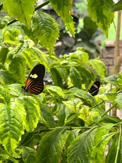 Two black butterflies with red and white markings perch on lush, variegated green leaves. One butterfly, prominently displayed, clings to a leaf edge, its wings slightly open. The other butterfly is nestled deeper among the foliage. The vibrant green foliage fills the frame, creating a sense of depth and highlighting the delicate creatures amidst the verdant backdrop.