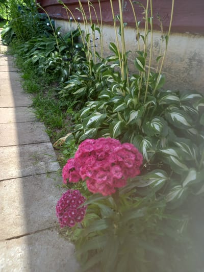 The image depicts a garden path made of concrete slabs. To the right of the path, a variety of plants are visible. In the foreground, there are two clusters of pink flowers. Behind these flowers, there are hosta plants with variegated green and white leaves. Tall, thin stalks with small buds rise from the hostas, and some have small white orbs attached, possibly decorative lights. The background features a weathered, textured wall, possibly part of a building. The scene is outdoors, suggesting a residential or public garden area. The mention of Adutiškis, Lithuania, indicates the geographical context of the image.