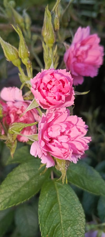 The image is a close-up, vertical shot of several pink roses and rosebuds on a plant. The roses are fully bloomed with many delicate petals. The buds are green and pointed. The background is a dark, blurred green, suggesting foliage. Sunlight illuminates the flowers, creating highlights and shadows. The image does not contain any people or specific identifiable landmarks to place it in Мерчалово Снт, Russia.