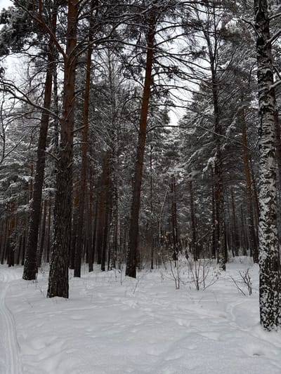 A winter forest scene with tall, slender trees, many of which appear dark with snow-covered branches. The trunks stand in a dense, orderly row. A thick blanket of white snow covers the ground on the right, partially obscuring the tree trunks. The sky is overcast, creating a muted light throughout the image.