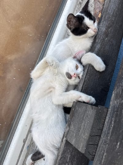 Two domestic cats are positioned on weathered wooden planks. The cat in the foreground is predominantly white, lying on its back with its paws extended. It has a distinctive dark gray marking on its face, resembling a smudged patch. Its eyes are open and appear to be a light brown color. The second cat, behind and slightly above the first, is black and white. It is also resting on the planks, looking towards the right of the frame. Its head is tilted, and its gaze is directed away from the camera. The environment suggests an outdoor setting, possibly a rustic or abandoned area, with visible textures of aged wood and hints of natural light filtering in, suggesting a sunny day. The cats appear relaxed, possibly sleeping or resting. There is no indication of human presence or activity in the image. The image composition is a top-down view, focusing on the cats and their immediate surroundings. The location in Verinsko, Bulgaria is not evident from the visual information present in the image.