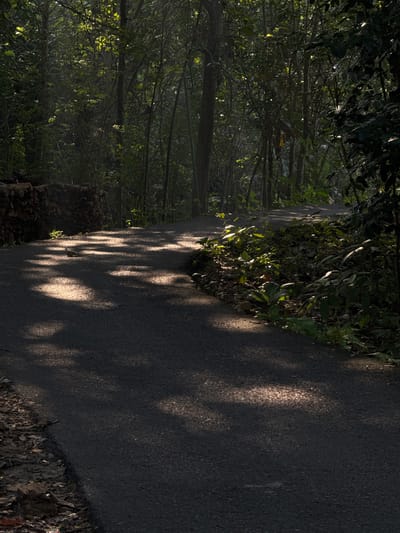 The image depicts a paved pathway curving through a dense forest. Sunlight filters through the trees, creating dappled patterns on the path. On the left, a stack of cut logs is visible against the forest edge. To the right of the path, lush green foliage grows, with some plants catching the sunlight. The overall impression is one of a natural, serene environment. The location is identified as Alian, Indonesia.