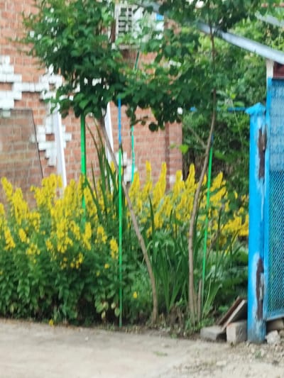 In Znamenskiy, Russia, a vibrant garden scene unfolds against a backdrop of a red brick building. Lush green foliage frames a dense cluster of bright yellow flowers, creating a striking contrast. Several thin green stakes are strategically placed throughout the garden, likely supporting the plants. A weathered blue gate, with sections of chipped paint, stands to the right, hinting at a rustic, lived-in environment. The ground in front of the garden is a dusty, light-colored path, leading the eye into the colorful display. The overall impression is one of natural beauty and a touch of domestic charm.
