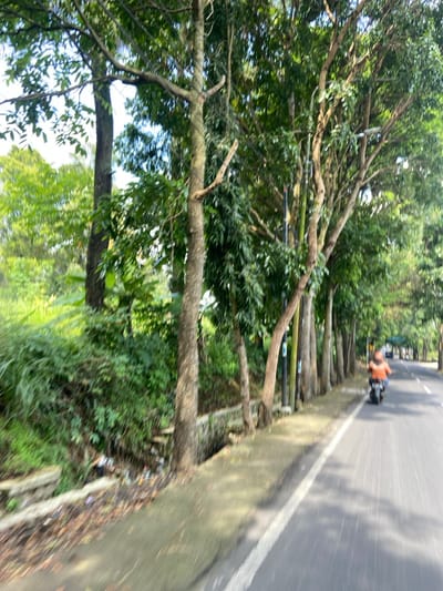 The image shows a paved road lined with trees on the left side. The trees are tall and lush, with green leaves. There is a small drainage ditch on the left side of the road, with some debris visible. A person is driving a motorcycle down the road. The road is relatively empty with a few cars in the distance. The image was taken in Kecamatan Cisarua, Indonesia, at coordinates -6.84 latitude and 107.552 longitude. The camera is moving with the motorcycle, causing the scene to be blurred. The image is taken from a moving vehicle and is slightly out of focus. The environment appears to be a suburban area with a high density of trees. The sky is visible in the background, and the weather appears to be sunny.
