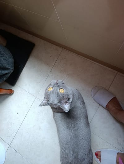 This is a high-angle, full-body photograph of a gray cat lying on a tiled floor. The cat is looking directly up at the camera with its mouth slightly open and its yellow eyes wide. To the left of the cat, a person's leg is visible, wearing dark pants and sitting on what appears to be a chair. Further to the left, a dark mat is on the floor. To the right of the cat, a white slipper is visible on a person's foot, with red nail polish on the toes. The floor is composed of light-colored square tiles with visible grout lines. The scene appears to be indoors, possibly in a bathroom or kitchen, due to the tiled floor and the presence of slippers. The lighting is bright and seems to be coming from above. This scene is located in Odivelas, Portugal.