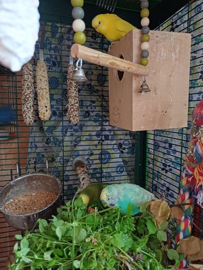 This is a high-angle, medium shot of two budgies inside a green wire cage. The cage floor is covered with a patterned fabric featuring blue and green circles and floral designs. 

On the left side of the cage, a bright yellow budgie is perched on a beaded string toy made of colorful wooden beads. The toy hangs in front of a wooden nesting box with a circular opening. A small silver bell is attached to the toy. 

To the right, a light blue and green budgie is partially visible among a cluster of fresh green plants. A metal food bowl filled with birdseed is also present, positioned near the plants. Several seed-covered food sticks are hanging on the cage bars. A braided multicolored rope toy is visible at the top of the cage. The lighting suggests it is daytime. The scene is likely indoors, given the cage setting. There is no visible text.