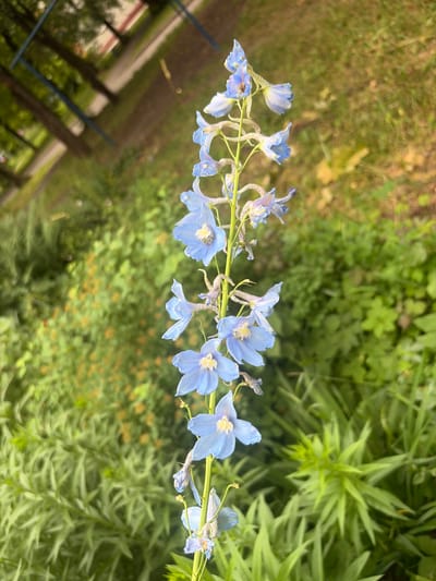A vertical close-up shot showcases a tall stalk of blue delphinium flowers in bloom. The flowers, with their characteristic spur-like petals and pale yellow centers, are arranged along the stem. The background is a soft blur of green foliage and trees, suggesting an outdoor setting. Hints of a path and some unidentifiable structures are visible in the upper left quadrant, possibly indicating a park or garden area. The lighting suggests it is daytime, with the sun casting a gentle glow. There are no people or animals visible in the frame. The image provides no specific indicators of the city of Vidnoye, Russia, beyond what has been provided in the prompt.