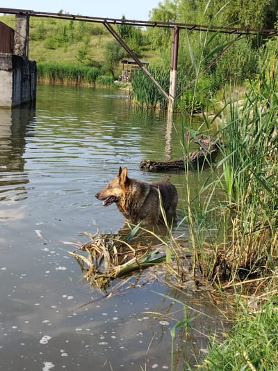 A German Shepherd is standing in murky, shallow water near the shore of a body of water. The dog is facing right, with its mouth open and tongue hanging out. Its fur is wet and matted. Behind the dog, tall grass and reeds grow along the bank, with some driftwood visible in the water. In the background, there are green trees and a grassy hill. On the left side of the image, there is a metal structure and a concrete platform. The sun appears to be high in the sky, suggesting it is daytime. The overall scene depicts a dog enjoying a swim on a warm day. The location is identified as Antopil, Ukraine. There is no visible text in the image.