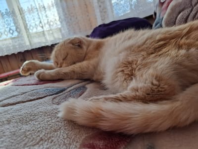 A ginger cat is sleeping on a patterned blanket in a room in Амзя, Russia. The cat is lying on its side with its eyes closed and paws outstretched. The blanket has a cream background with stripes of color. A window with white lace curtains is visible in the background. A purple pillow is also visible.