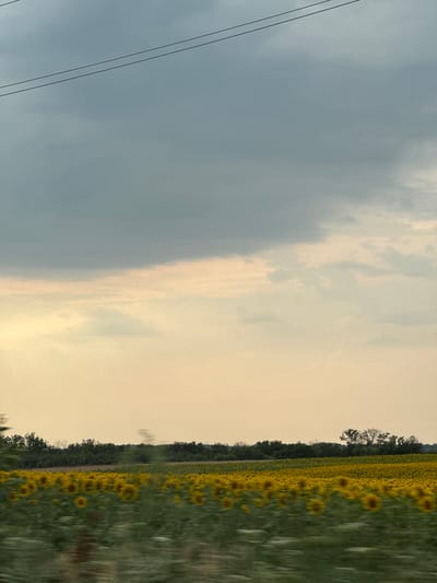 The image captures a wide field of sunflowers in Staro Selo, Bulgaria. The sunflowers, in full bloom, are densely packed and stretch across the frame, creating a vibrant yellow expanse. They are bordered by a line of dark green trees and foliage on the left side of the image. The sky above is a mix of dramatic clouds, transitioning from a dark, overcast grey on the left to a soft, warm yellow on the right, suggesting either an approaching storm or the soft light of dusk or dawn. Two power lines are visible in the upper left portion of the image, cutting across the grey sky. The overall impression is one of natural beauty, with the cultivated field of sunflowers contrasting with the wilder elements of the sky and the tree line. The motion blur visible in the sunflowers and surrounding greenery suggests the photograph was taken from a moving vehicle.
