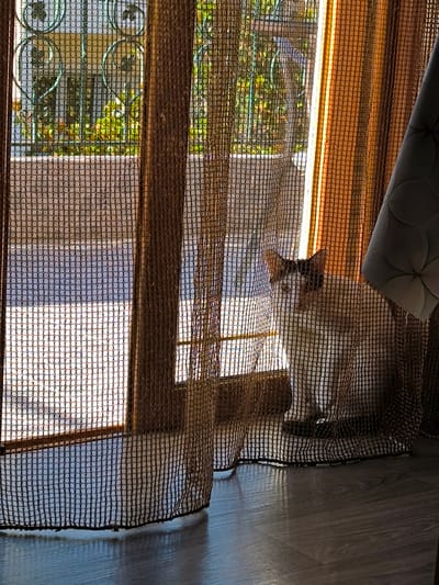 A medium shot captures a white cat with brown markings on its head and tail, sitting behind a sheer, brown mesh curtain. The cat is looking towards the left of the frame. The curtain, made of fine netting, drapes across the foreground and extends to the right, obscuring part of a patterned white curtain. Sunlight streams through an open doorway or window to the left, illuminating the scene and creating a grid pattern from the mesh on the floor. The floor is a dark wood laminate. Through the mesh, a glimpse of the outdoors is visible, showing a garden with lush green foliage and what appears to be a decorative metal fence. The scene is set indoors, likely within a residence in the Municipal Unit of Acharnes, Greece, given the common architectural elements like mesh window coverings and the sunny Mediterranean light.