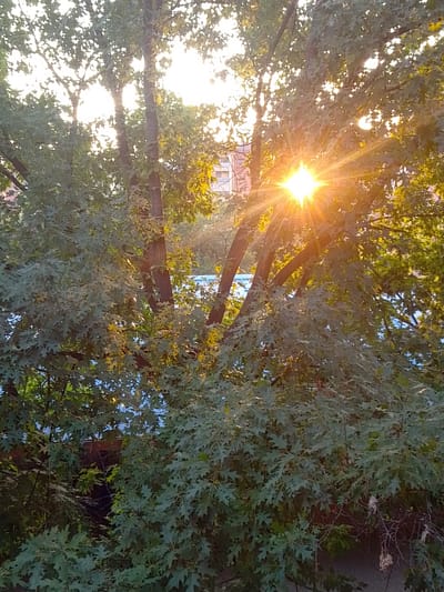 The image depicts a sunburst effect through the foliage of trees, casting bright rays of light. The sun appears as a starburst in the upper center of the frame. Dense green leaves and tree trunks dominate the foreground. In the background, a building with reddish-brown bricks is partially visible, as is a structure with a blue roof. The scene suggests an outdoor urban setting, likely a park or residential area. There are no people or animals visible in the image. The location is specified as Turin, Italy, though there are no specific landmarks in the image to confirm this without external information.