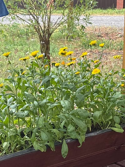 A close-up, eye-level shot features a planter box filled with lush green foliage and vibrant yellow flowers. The planter is made of dark wood. Behind the plants, a narrow gravel path winds through a grassy area with scattered fallen leaves. A woven tree-like structure stands in the background. In the distance, a brown fence and a hint of a brick structure can be seen. The sky is overcast, contributing to the soft lighting. The image is located in Shuiskaya Chupa, Russia.