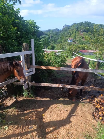 Two brown horses stand on either side of a white and rusted wooden fence in Ban Tak Daet, Thailand. One horse is facing left, its head near the fence. The second horse is angled away, its head down towards the ground. The ground is dirt and mud with scattered round objects on the right. Behind the fence, lush green vegetation covers a hillside with buildings visible. The sky is blue with white clouds.