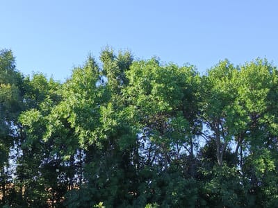 The image shows a dense canopy of green trees against a clear blue sky. The trees are tall and leafy, with sunlight filtering through the branches, creating a dappled effect. The overall impression is one of a natural, outdoor setting, likely a forest or park. There are no people or man-made structures visible in the frame. The image was taken in Chernyi Otrog, Russia.