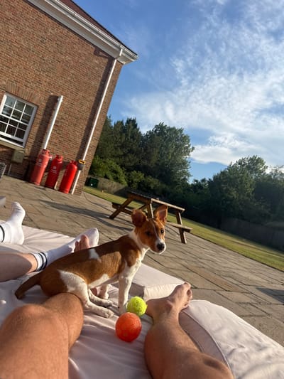 A tan and white Jack Russell Terrier sits on a white lounge cushion next to a person's legs. Two balls, one yellow and one orange, are nearby. The scene is outdoors on a patio with a brick building in the background, featuring visible pipes and red tanks. A wooden picnic table stands on the patio amidst green trees under a blue sky with scattered clouds.