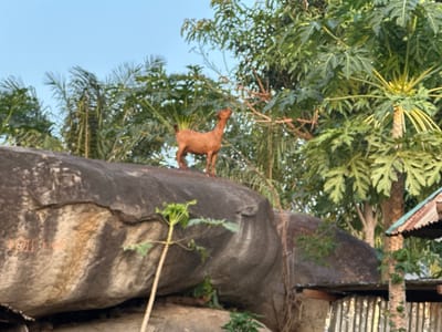 A brown goat stands on a large, grey, rounded rock formation in a natural outdoor setting. The goat is facing to the right, looking upwards towards the branches of a leafy green tree. Behind the goat and the rock, there are more trees and palm fronds against a clear blue sky. To the right of the frame, part of a rustic structure with a corrugated metal roof is visible, suggesting a rural or semi-rural environment in Bwari, Nigeria. The rock surface shows some lighter colored markings.