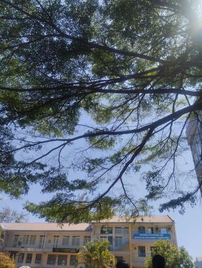The image displays an upward-angle view of a multi-story institutional building, partially obscured by the extensive canopy of a large tree under a clear blue sky. Direct sunlight from the upper right creates a lens flare. The tree's branches and green foliage dominate the upper two-thirds of the frame.
The building features a light-colored facade and roof, with multiple rectangular windows distributed across its visible floors. A prominent blue sign on the upper-right section of the building reads "RESEARCH, ENTERPRISE AND INNOVATION DEVELOPMENT CENTRE (REIDC)" in white capital letters. A smaller, darker sign on the lower-left section includes text such as "UNIVERSAL NURSING CLINICAL" and "CENTER FOR TECHNICAL MEDICINE". An external staircase is visible on the right side of the structure. Green vegetation, including palm trees, is situated around the building's base. The tops of two human heads are partially visible in the lower right foreground.
The presence of the "REIDC" signage identifies the location as Mount Kenya University, situated within Thika Township ward, Thika, Kenya.