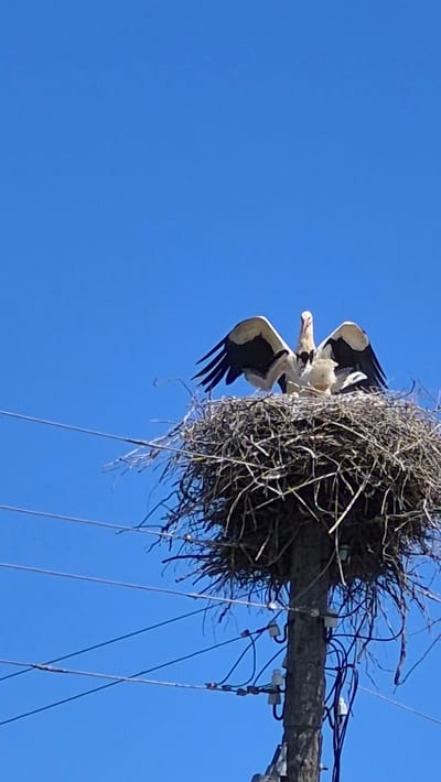 A white stork stands in a large nest atop a utility pole against a clear blue sky in Rimšāni, Latvia. The stork's wings are spread wide, displaying black flight feathers. The nest is constructed of twigs and branches. Several electrical wires are visible in the foreground, and the utility pole itself has numerous insulators and wires attached to it. The scene is set outdoors during daylight.