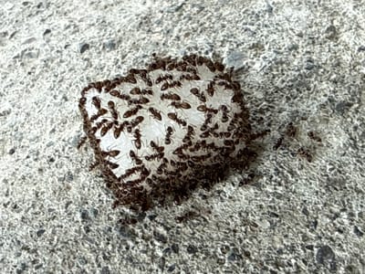 A swarm of ants is gathered around a small, white object, likely food, on a textured, grey, outdoor surface. The ants are dark brown or black and are actively moving over and around the object. Some ants are carrying pieces of the object. The background is a rough, granular surface, possibly concrete or pavement, with a mottled grey and white appearance. The lighting suggests it is daytime, with the light source casting subtle shadows. There are no visible people, text, or specific weather cues. The scene appears to be an ordinary outdoor environment where ants are foraging.
