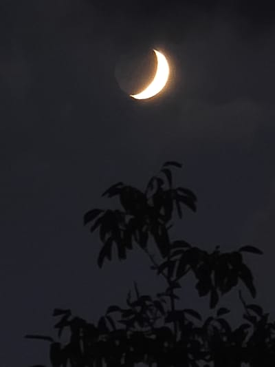 A crescent moon is visible in the dark sky above the silhouette of a tree in Nova Kakhovka, Ukraine. The moon is illuminated and has a golden hue. The tree branches and leaves are dark against the night sky, with some branches appearing closer to the foreground than others. The overall impression is a nocturnal scene dominated by the celestial body and the dark foliage.