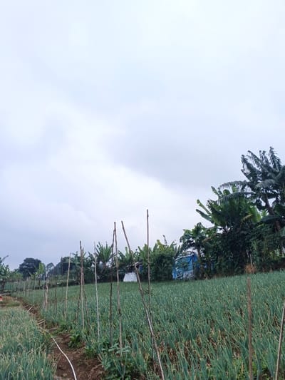 A field of green leafy plants, possibly onions or leeks, stretches under a cloudy sky. Wooden poles stand upright in the rows. Banana trees and other dense vegetation line the field's edge. A glimpse of a blue and white building is visible amidst the greenery in the background. The overall impression is that of a rural agricultural scene.