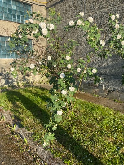 An outdoor, eye-level shot features a rose bush with numerous white roses in bloom. The bush is situated in front of a textured, gray wall and a building with blue-tinted glass windows. A stone foundation is visible at the base of the wall. The foreground consists of a grassy area with a concrete curb. Sunlight casts shadows on the grass from the rose bush and the building. The scene appears to be in an urban setting, specifically in Ihnatpil, Ukraine, as indicated by the provided information. There are no people or animals present in the image.