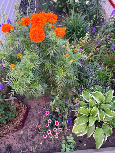 The image shows a flower bed with a variety of flowers and foliage. In the foreground, a cluster of bright orange marigolds is prominent, their dense petals creating a vibrant display. Interspersed among the marigolds are smaller purple flowers, likely delphiniums or a similar variety, adding a contrasting color and delicate texture. To the right, a hosta plant with large, variegated green and white leaves is a focal point, its broad leaves fanning out. The ground is covered with dark soil and scattered with dried leaves and mulch. In the lower left, a planter filled with straw and a small green plant is visible. The background features more greenery, including tall grasses and other flowering plants, as well as a portion of a light-colored, corrugated structure, possibly a fence or building siding. The scene appears to be an outdoor garden, likely in a residential or public park setting within the Радужскі сельскі Савет, Belarus, given the context. There are no people or animals present.