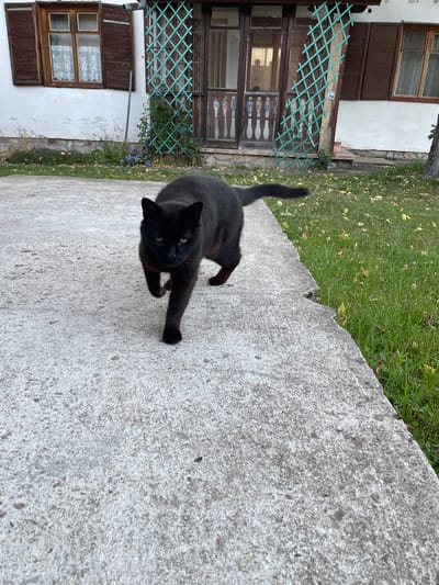 A black cat is walking towards the camera on a concrete path. The cat has yellow eyes and appears to be in good health. Behind the cat is a grassy area with fallen leaves, and a white house with brown shutters and windows. A green trellis is attached to the side of the house. The scene appears to be in a residential area, possibly in the city of Slivnitsa, Bulgaria, given the architectural style of the house. The lighting suggests it is daytime.
