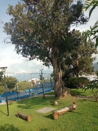 A large tree dominates the scene, with its trunk in the center. Below it is a grassy area with two rustic wooden benches. In the background is a blue sports court with figures of people. Above the court, buildings and hills are visible. There are street lamps scattered in the park. The sky is partly cloudy.