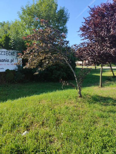 In the city of Bielany Wrocławskie, Poland, a scene unfolds under a clear blue sky. A white sign with black lettering, partially obscured by foliage, displays "ZIECKI" and "hania.pl". Below this, text reads "ska 1B, tel. 691". The sign is set against a backdrop of lush green vegetation and several trees. One tree, with reddish-brown leaves, is prominently featured in the foreground, its trunk curving gently. Behind it, a row of trees with dark red foliage stands tall, their branches reaching towards the sky. The ground is covered in vibrant green grass, illuminated by bright sunlight, casting shadows from the trees. A small piece of white litter is visible in the grass in the lower left quadrant of the image. In the distance, a road and more trees are visible, suggesting a suburban or semi-rural setting. The overall impression is one of a sunny day in a well-maintained outdoor space.