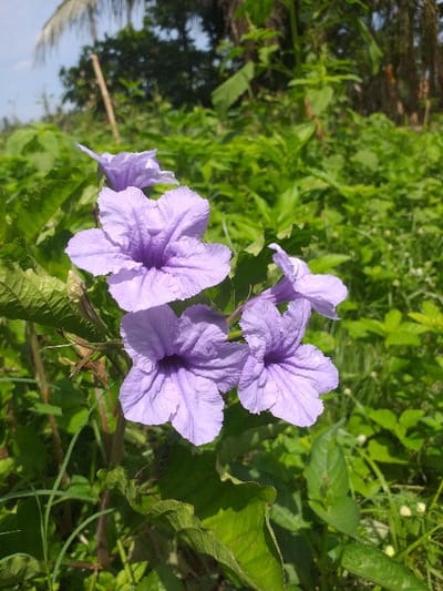 A cluster of purple Ruellia simplex flowers dominates the scene, their delicate petals radiating from a central point. Green foliage surrounds the blossoms, offering a natural contrast to the vibrant purple. Background vegetation creates a soft, blurred backdrop with hints of sky glimpsed in the distance, adding depth and a touch of serenity to the composition.