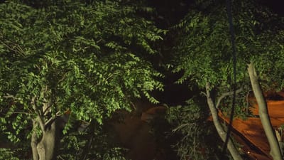 The image depicts lush green foliage of trees at night, with some branches and trunks visible. The lighting suggests artificial illumination, casting shadows and highlighting the leaves. In the background, there appears to be a dimly lit area with a reddish-orange hue, possibly indicating a street or a paved surface. The overall scene conveys a natural, outdoor environment within a city setting. No people or specific actions are discernible. The location is identified as Kaka, Turkmenistan.