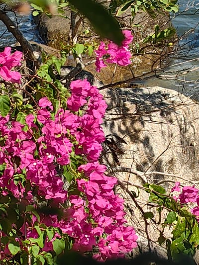Bright pink bougainvillea blooms cascade, interspersed with vibrant green leaves and thorny branches. A large, textured boulder forms the backdrop, partially obscured by shadows. The water's edge is visible between the rocks and branches in the upper part of the picture.