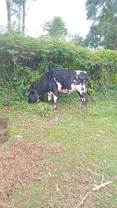 The image depicts a black and white cow grazing in an outdoor environment in Gesima ward, Kenya. The cow, predominantly black with significant white patches on its flanks, underbelly, and legs, is positioned in profile, facing left, with its head lowered to consume green foliage. A light-colored rope is visible around its neck. The ground in the foreground consists of green grass interspersed with areas of dry, brown vegetation debris. A patch of dark soil is visible on the far left. Directly behind the cow is a dense accumulation of green leafy vegetation, which the animal is actively consuming. The background features a thick line of various green bushes and trees, with several taller trees rising above the general treeline against a light, overcast sky. No human subjects or man-made structures are visible.