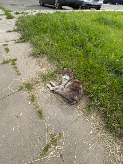 A scruffy, long-haired cat with mottled brown and white fur is lying on its side on a paved walkway adjacent to a strip of overgrown grass. The cat is curled up, with its paws tucked underneath its body and its head resting on the ground, facing the camera. Its eyes are partially closed. The walkway is made of concrete slabs and has grass growing through the cracks. Dry grass and straw are scattered on the ground around the cat and on the walkway. In the background, the wheels and lower body of two cars are visible, parked on an asphalt surface. The scene appears to be outdoors, in an urban or suburban environment. The license plate of one of the cars is partially visible and reads "1185EO-5". This vehicle registration format is consistent with Belarus. The location is specified as Cherven, Belarus.