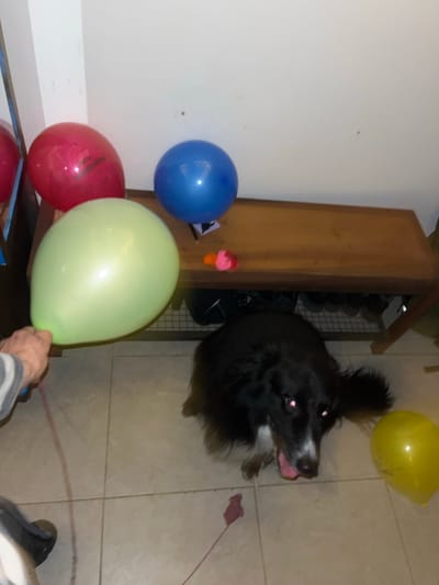 This indoor photograph captures a black and white dog, resembling a Border Collie, looking upwards with bright, red-tinged eyes and its tongue slightly extended. The dog is positioned on a light-colored tiled floor, which occupies much of the background.
The scene is festive, featuring multiple balloons. A yellow balloon is visible in the upper right, while a blue and a red balloon are on the left side, the red one resting on a reflective surface. In the foreground, a person's hand, partially obscured and wearing a striped sleeve, holds a large, light green balloon. Part of a dark shoe and foot is also visible in the bottom right. A thin pink string or ribbon extends across the floor from the bottom right corner.
Behind the dog, a wooden cabinet or shelf unit, possibly a shoe rack containing dark shoes, is visible. A small pink object rests near its base. The lighting suggests an indoor setting, likely illuminated by artificial light, possibly with a flash, given the red-eye effect on the dog. The wall on the left is plain white. The overall impression is one of a playful or celebratory domestic environment. There is no visible text in the image.