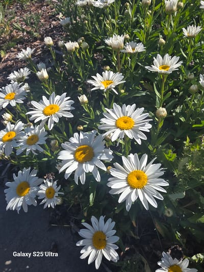 A cluster of white daisies with yellow centers blooms under sunlight, casting shadows on the dark ground. The flowers are densely packed, with some in full bloom and others as buds. The background consists of dry, brown mulch and green foliage. The bottom left corner of the image displays the text "Galaxy S25 Ultra". The location of this scene is the city of Spokane, United States.