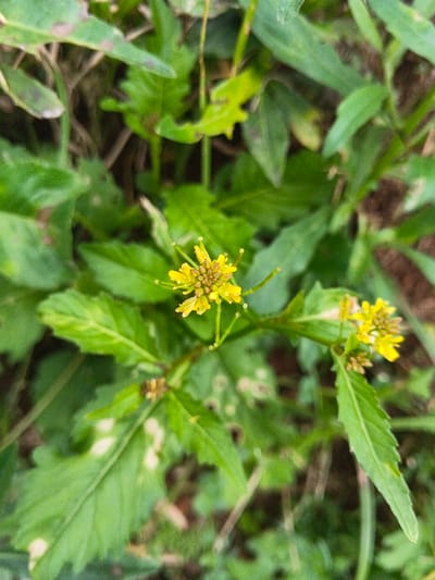 This forensic description details a close-up, high-angle view of a herbaceous plant within the city of Makilala, Philippines. The primary subject is a cluster of small yellow flowers, approximately 1-2 centimeters in diameter, located in the upper central portion of the frame. This main inflorescence consists of numerous tiny yellow petals, subtended by developing buds. A secondary, smaller cluster of similar yellow flowers is visible to the right. The plant exhibits multiple green leaves of varying shapes, some appearing lanceolate or spatulate with visible venation. Several leaves display irregular patches of lighter green or whitish discoloration, consistent with depigmentation or necrosis. The immediate environment consists of dense green foliage, with blurred background elements suggesting additional vegetation and indistinct dark brown earth. No human subjects, animals, or man-made objects are present. The scene is static, under natural, diffused lighting conditions.