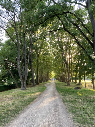 This image depicts a gravel path lined with a dense canopy of trees. The path recedes into the distance, forming an avenue. The trees, predominantly deciduous with full green foliage, create a shaded tunnel effect over the path, with sunlight filtering through the leaves, creating dappled patterns on the ground. The ground on either side of the path is covered in grass, with some areas appearing drier and more sun-exposed. In the far distance, along the path, there are indications of vehicles and possibly buildings, suggesting a rural or semi-rural setting on the outskirts of a populated area. There are no discernible people or animals in the frame. The lighting suggests it is either early morning or late afternoon, due to the low angle of the sun. The overall impression is one of a tranquil, natural pathway within a wooded area. The image does not contain enough specific visual information to determine a precise location within Milvignes, Switzerland; however, it captures a typical rural or park-like environment that could be found in such a region.