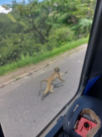 An image, captured from within a vehicle, depicts an outdoor scene on a paved road in Kimamba, Tanzania. A light-brown baboon is visible on the road, mid-stride, moving from left to right in the central portion of the frame. The road is asphalt, bordered by green vegetation and dense trees in the background under a partially visible sky. The interior of the vehicle occupies the lower right, featuring a dark window frame and a blue upholstered seat. A red, rectangular object with a black circular opening and two small, white protrusions is resting on the seat, secured by a beige, fabric-like strap.