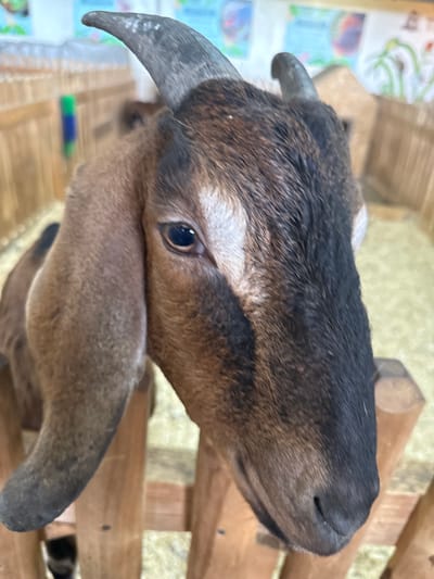 This is a close-up, sideways, eye-level shot of a young goat's head. The goat has dark brown and black fur on its head, with lighter brown fur on its muzzle and ears. It has one short, curved horn visible on the left side of its head. The goat's eye is dark and appears to be looking slightly upwards and to the left. Its ears are long and floppy, with the right ear hanging down over its neck. The background is blurred, but appears to be made of wooden slats, possibly part of a pen or enclosure. There are some colorful objects in the background, including what looks like a blue and green marker or crayon. The lighting suggests it is daytime. The goat appears calm. The location is identified as Kamenka, Russia.