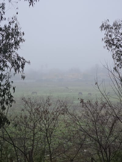 The image shows a foggy day with a field of green grass and several horses grazing. The horses are scattered throughout the field, with some in the foreground and others in the background. The trees in the foreground are bare, indicating it is winter. The houses in the background are partially obscured by the fog. The scene is tranquil and serene. This image was taken in the city of San Fernando, Chile.