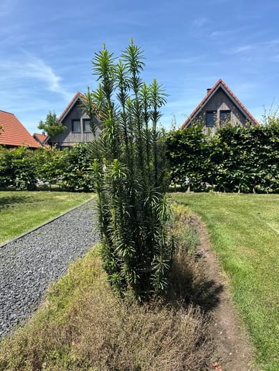 In the city of Ossenzijl, Netherlands, on a clear, sunny day, a pathway of dark grey gravel curves to the left, bordered by a garden bed containing a tall, upright evergreen shrub with green needles, and some dried brown herbaceous plants. To the right of the pathway is a neatly manicured green lawn. In the background, a dense, dark green hedge runs horizontally across the scene. Beyond the hedge, two modern houses with dark wooden siding and red-tiled gabled roofs are visible. The sky above is a vibrant blue with a few wispy white clouds.