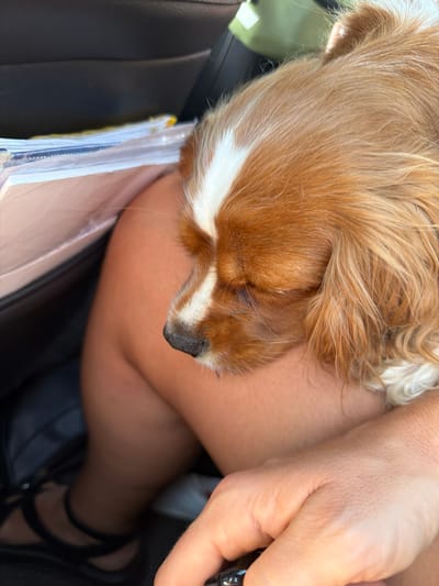 The media file shows a close-up, angled shot of a Cavalier King Charles Spaniel puppy nestled against a person's arm. The puppy has reddish-brown and white fur. Its head is down, and its eyes are not clearly visible, giving it a sleepy or relaxed appearance. The person's arm and hand are visible, with the hand holding a black object, possibly a phone or a remote. The setting appears to be inside a vehicle, suggested by the black car seat and a plastic sleeve or folder with some yellow and white content. The lighting suggests it is daytime. The overall mood is one of comfort and affection between the person and the dog. No visible text is present in the image. The location context is Шолохово, Russia.